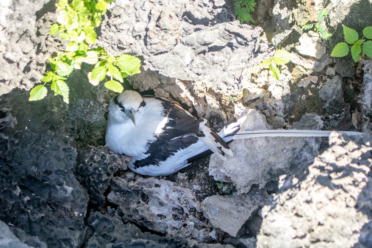 White-tailed Tropicbird - Andrei Langeloh Roos