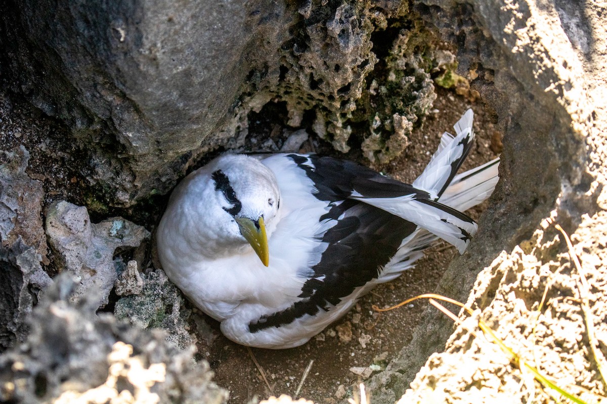 White-tailed Tropicbird - ML461863301