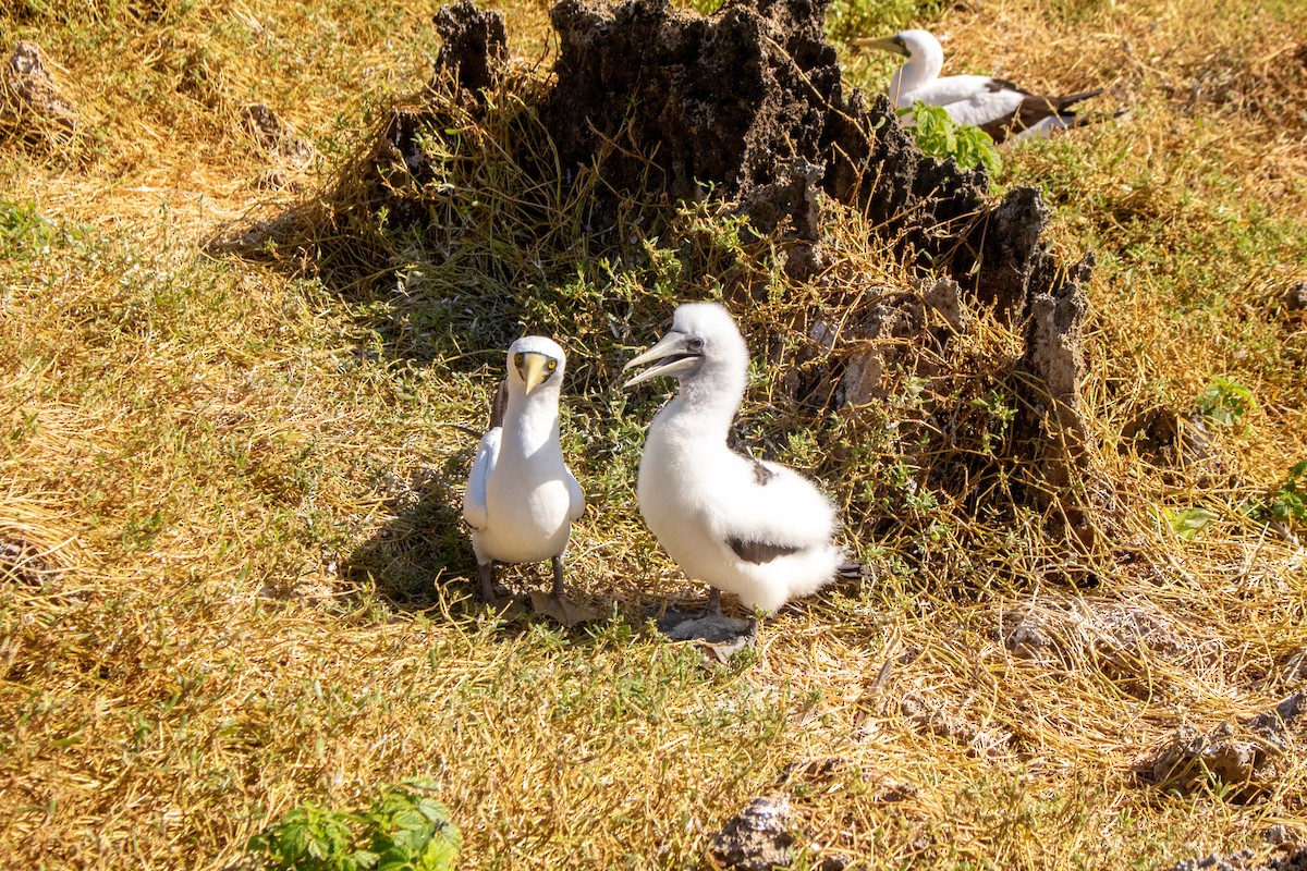 藍臉鰹鳥 - ML461863901