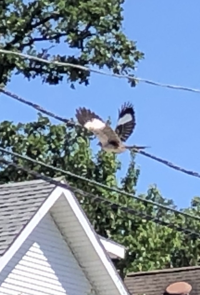 Northern Mockingbird - ML461864031