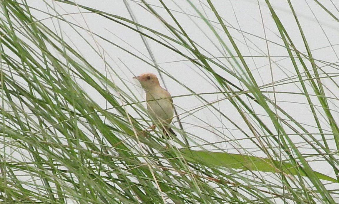 Golden-headed Cisticola - ML461864661