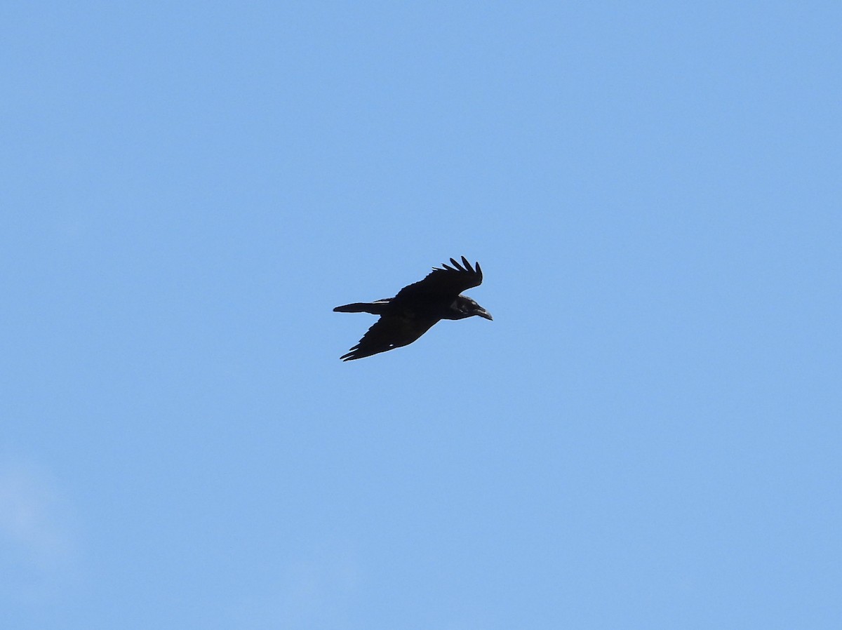Common Raven - ML461865211