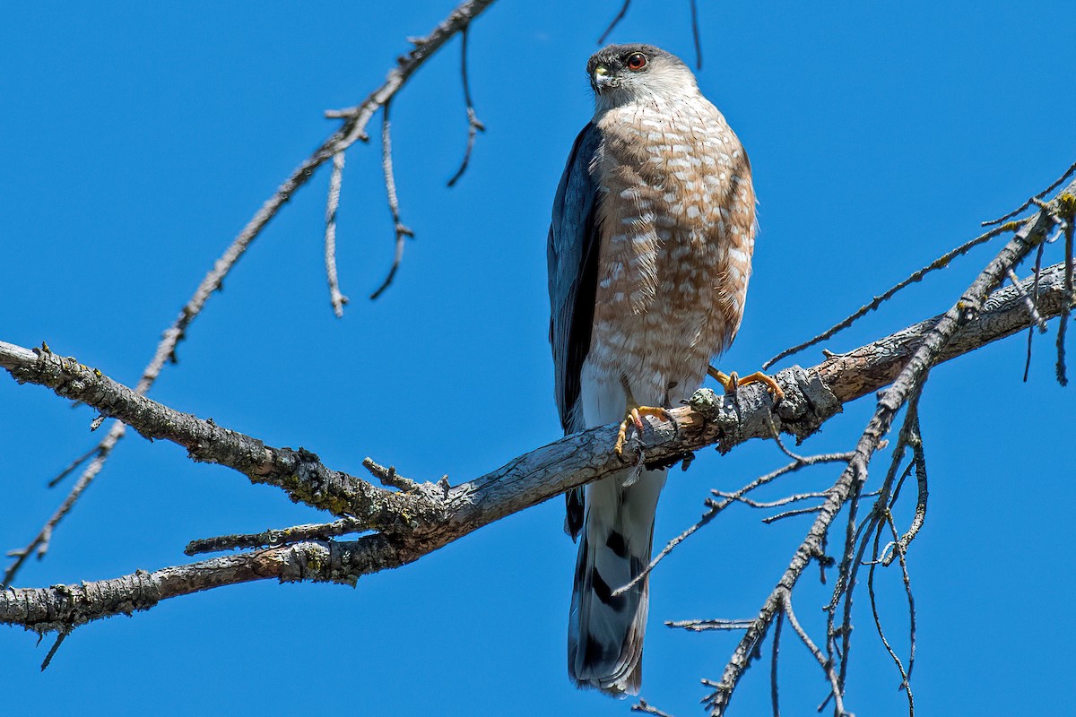 Sharp-shinned Hawk - ML461865791