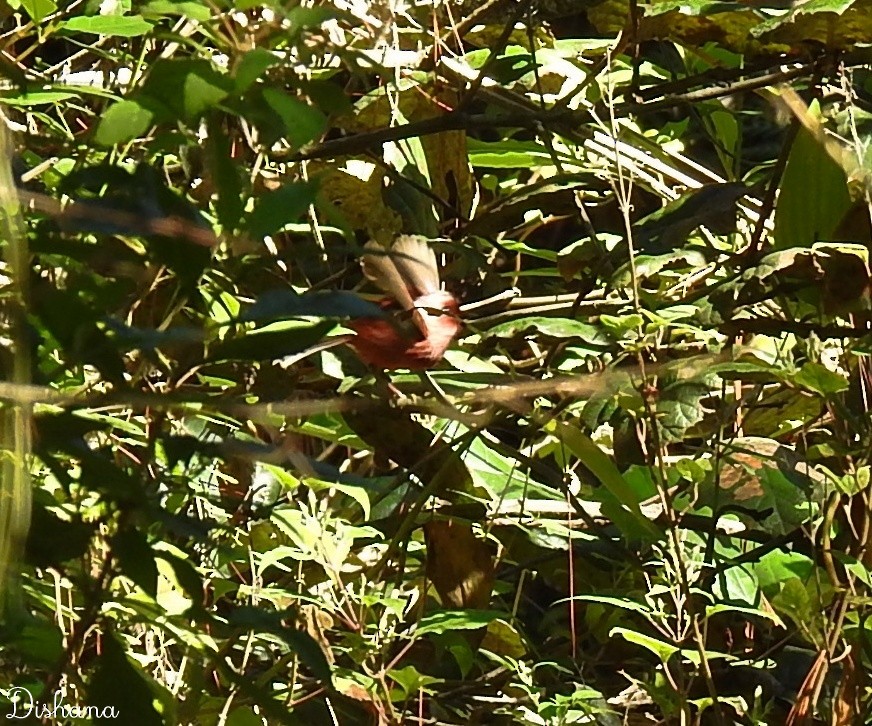 Pink-headed Warbler - ML461867441