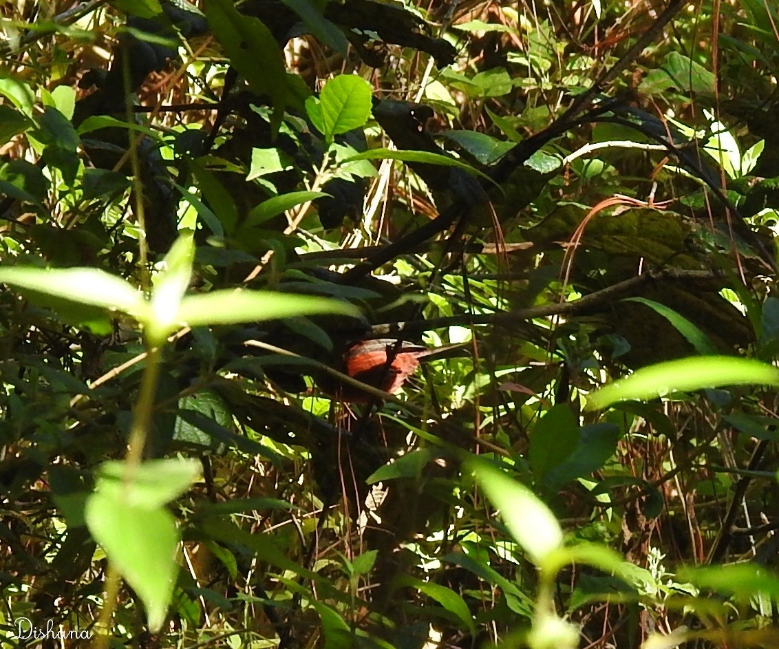 Pink-headed Warbler - ML461867461