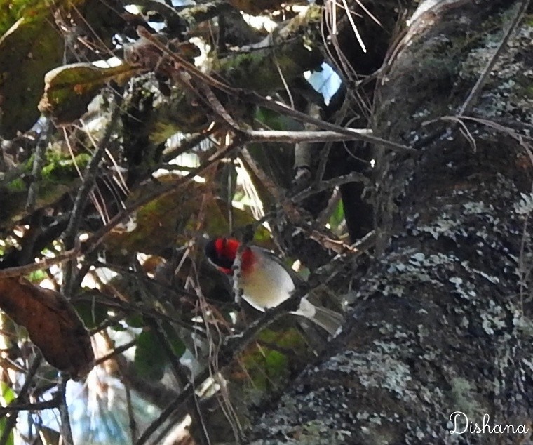Red-faced Warbler - ML461867701