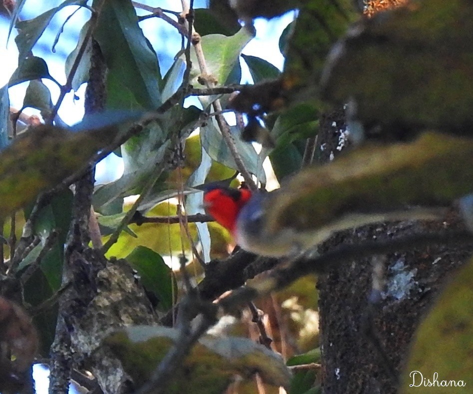 Red-faced Warbler - ML461867711