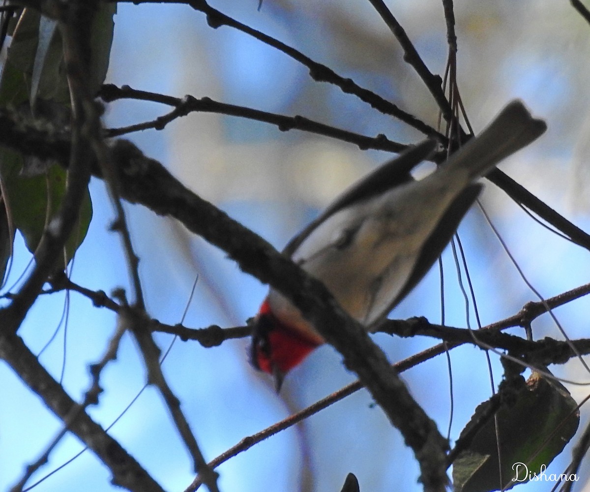 Red-faced Warbler - ML461867721