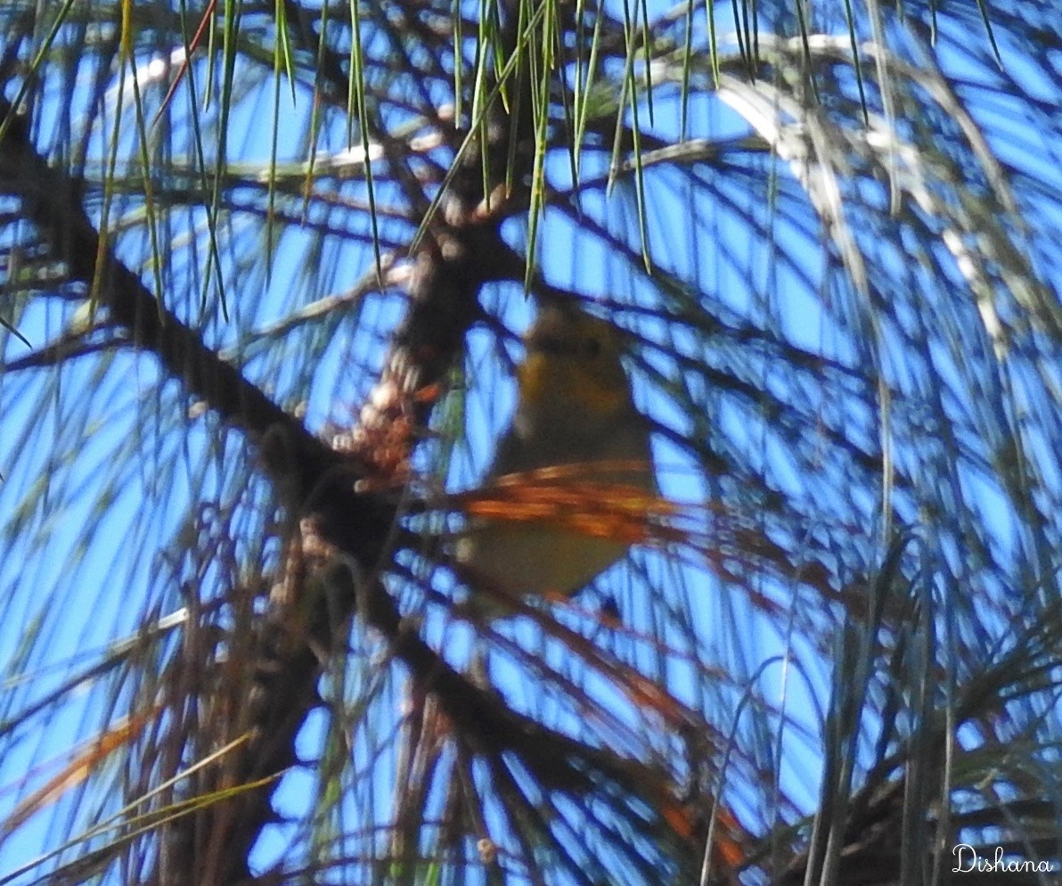 Hermit Warbler - ML461867781