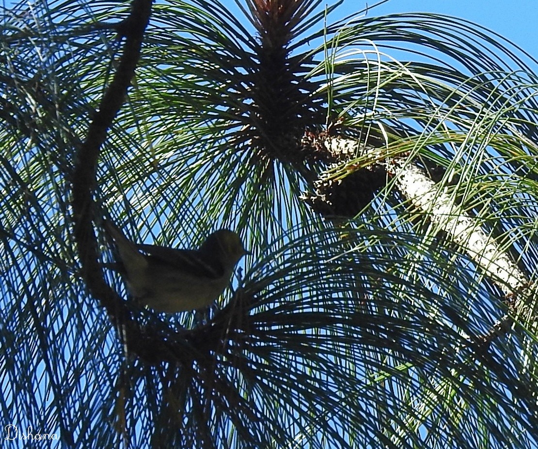 Hermit Warbler - ML461867791