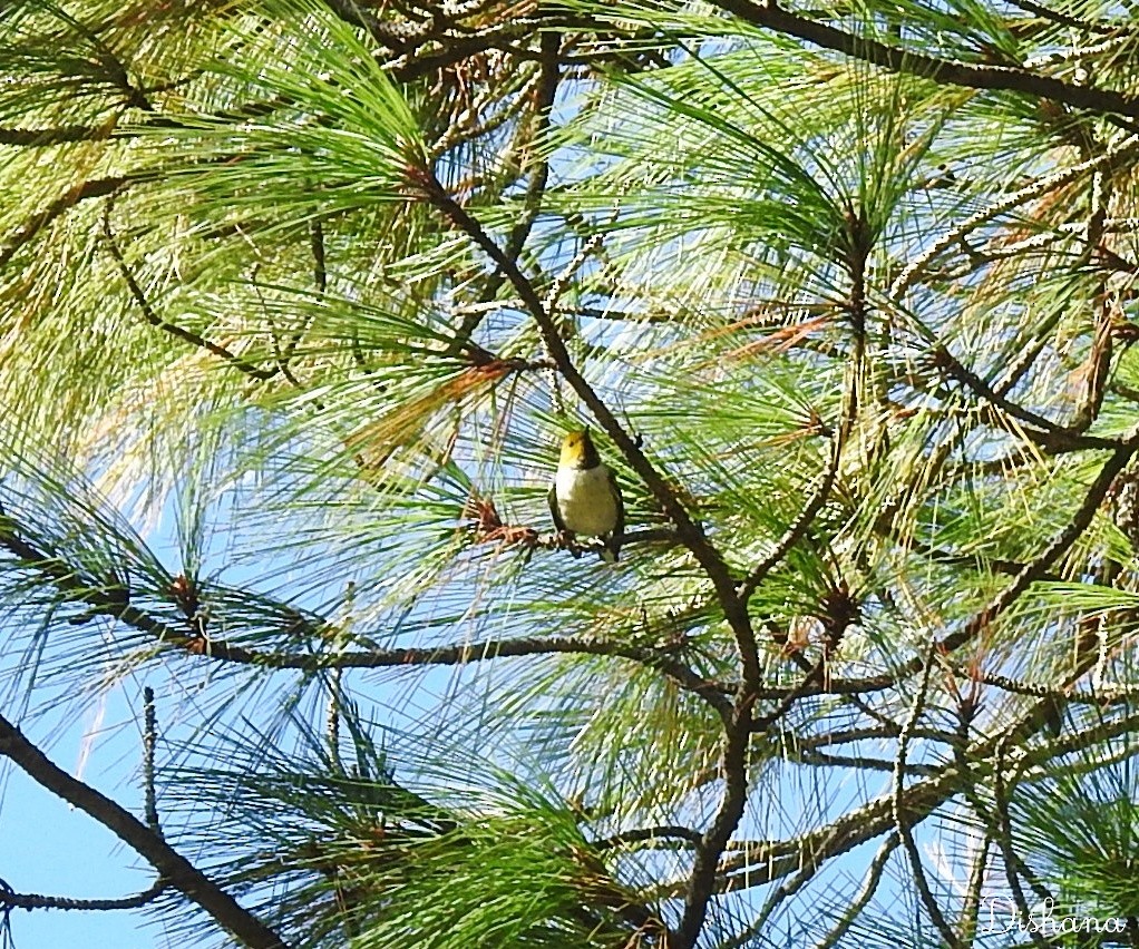 Hermit Warbler - ML461867801