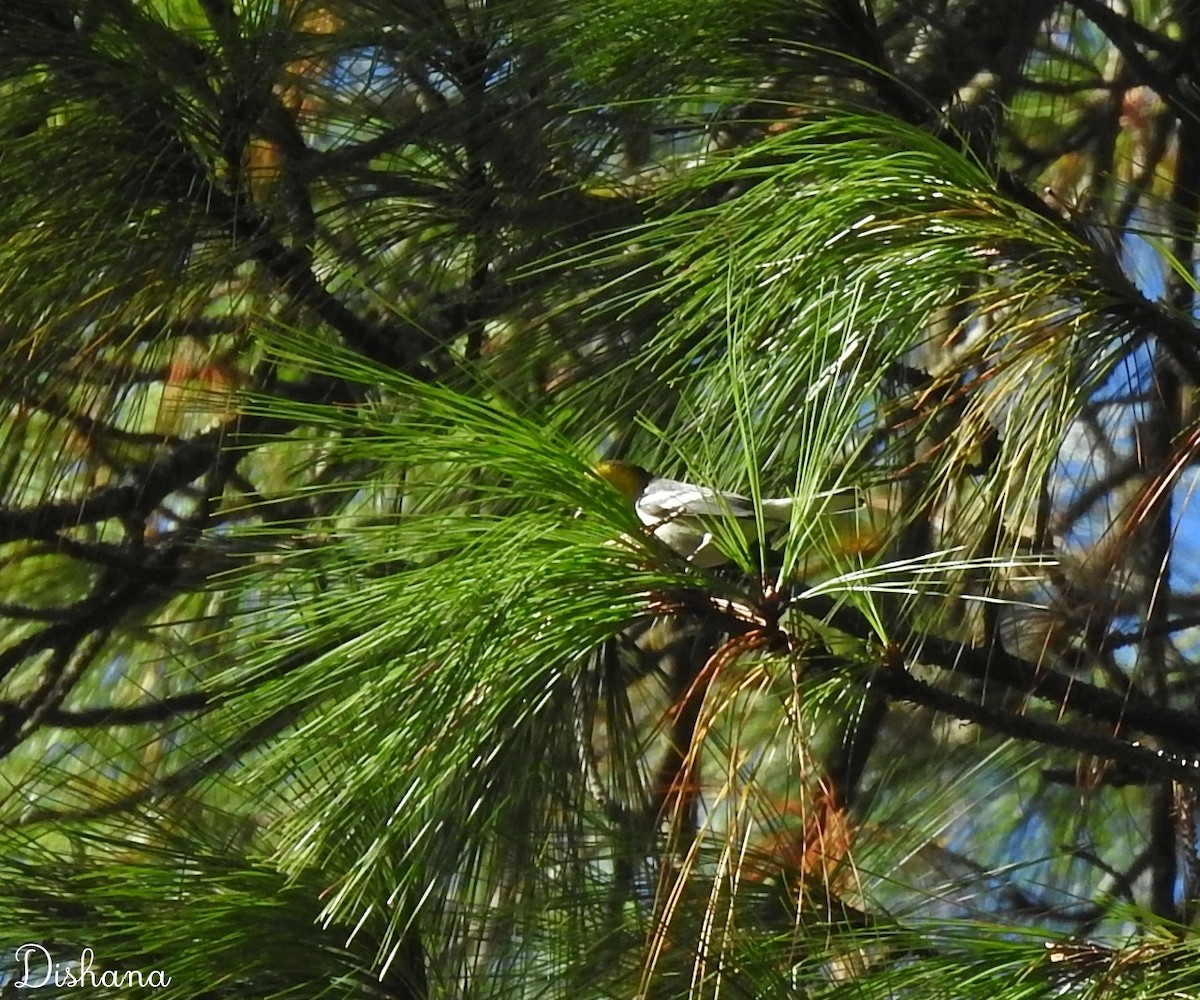 Hermit Warbler - ML461867811