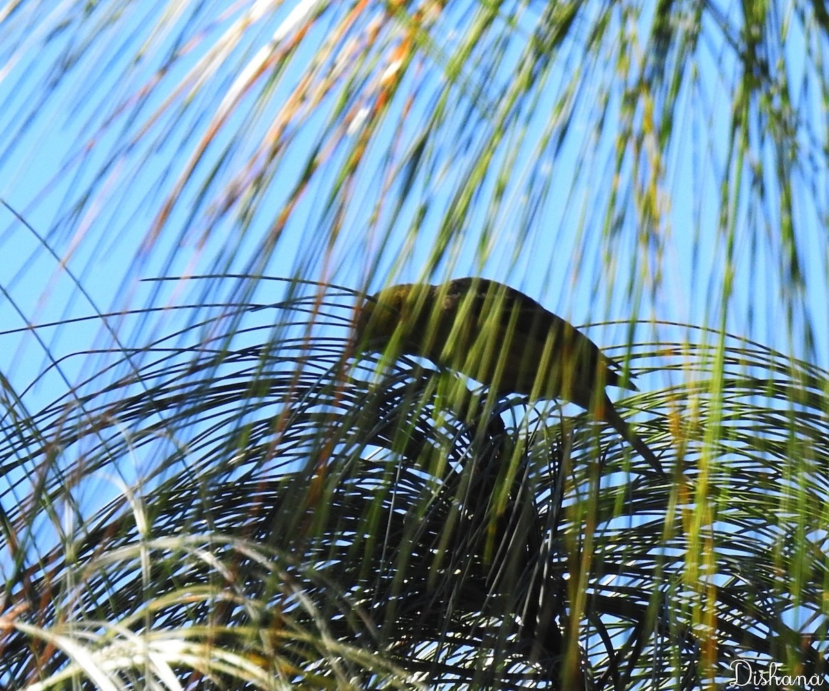 Hermit Warbler - ML461867821