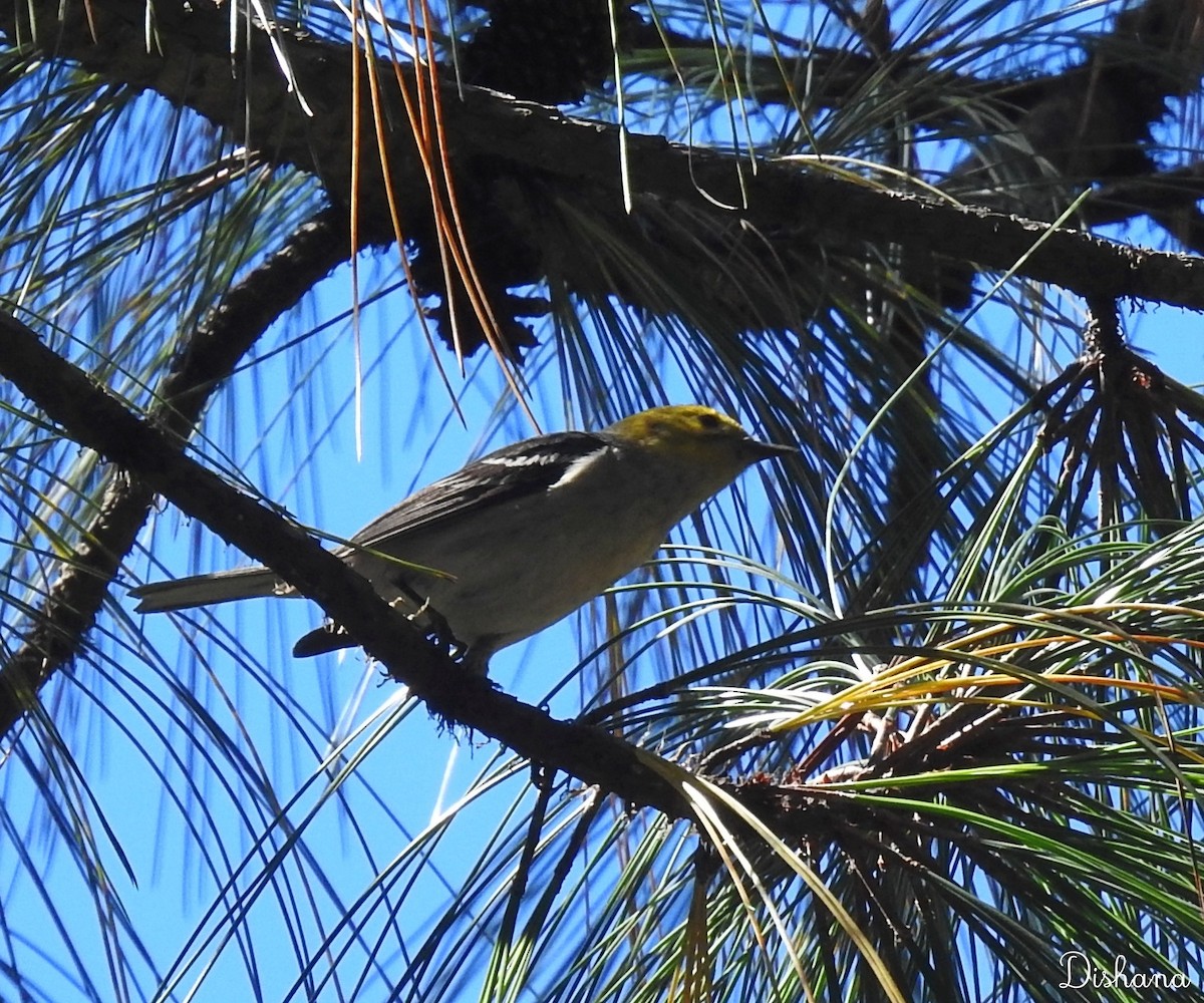 Hermit Warbler - ML461867831