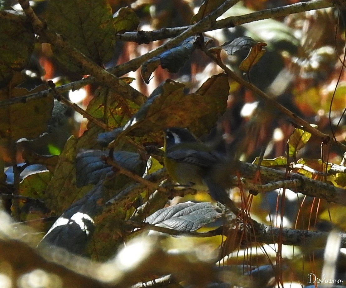 Crescent-chested Warbler - Diana Alfaro