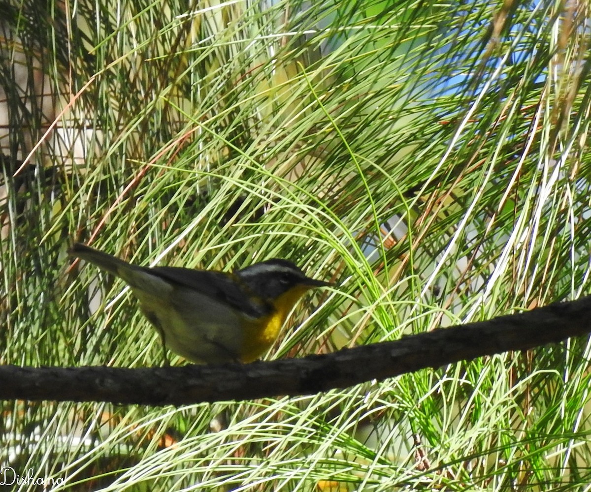 Crescent-chested Warbler - Diana Alfaro