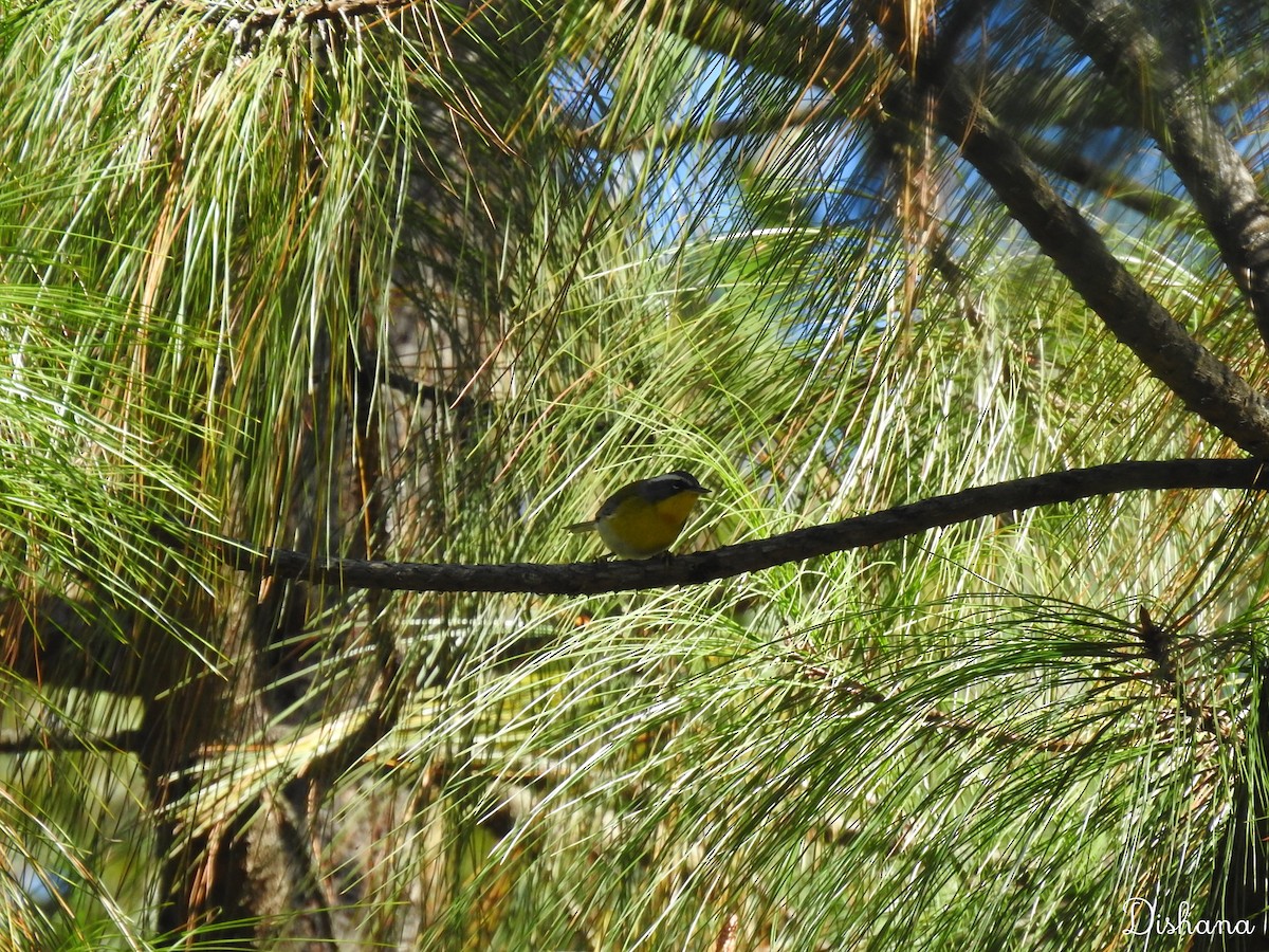 Crescent-chested Warbler - Diana Alfaro