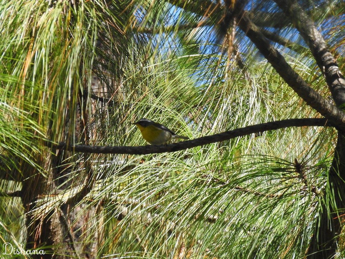 Crescent-chested Warbler - Diana Alfaro