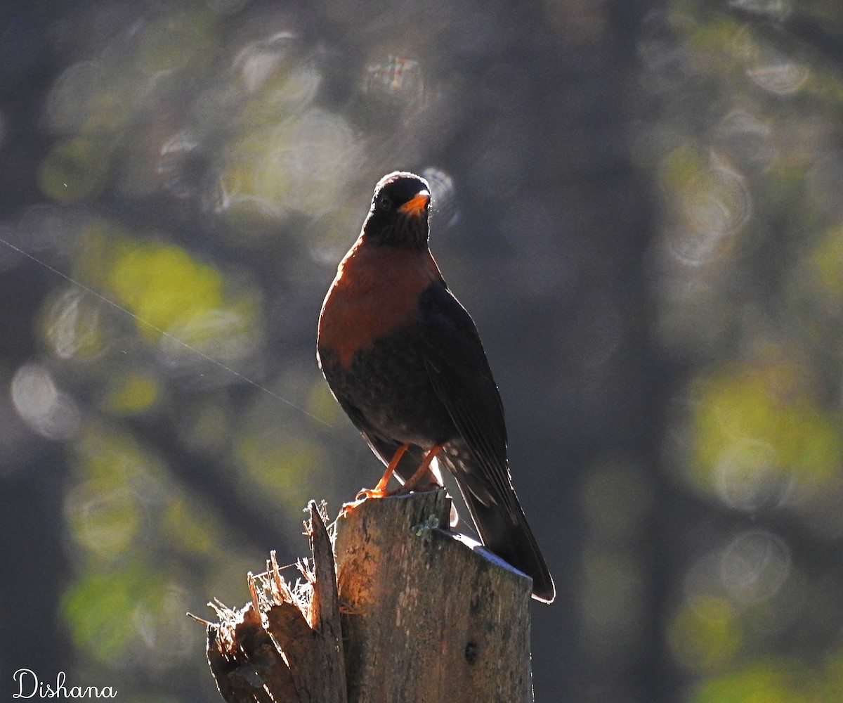 Rufous-collared Robin - Diana Alfaro