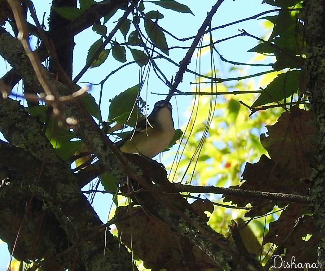 Vireo Solitario - ML461868081