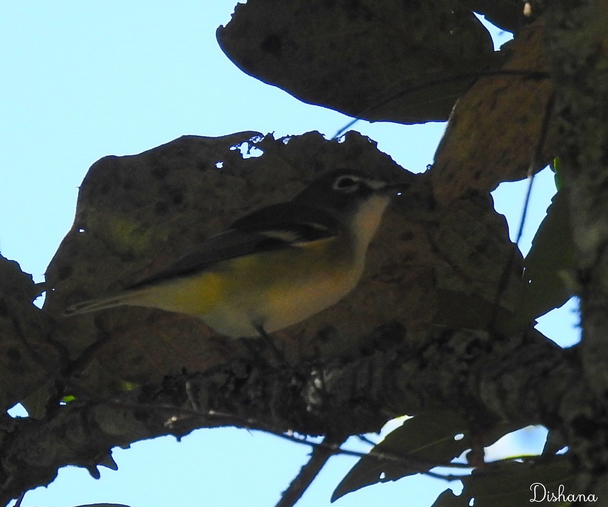 Blue-headed Vireo - ML461868091