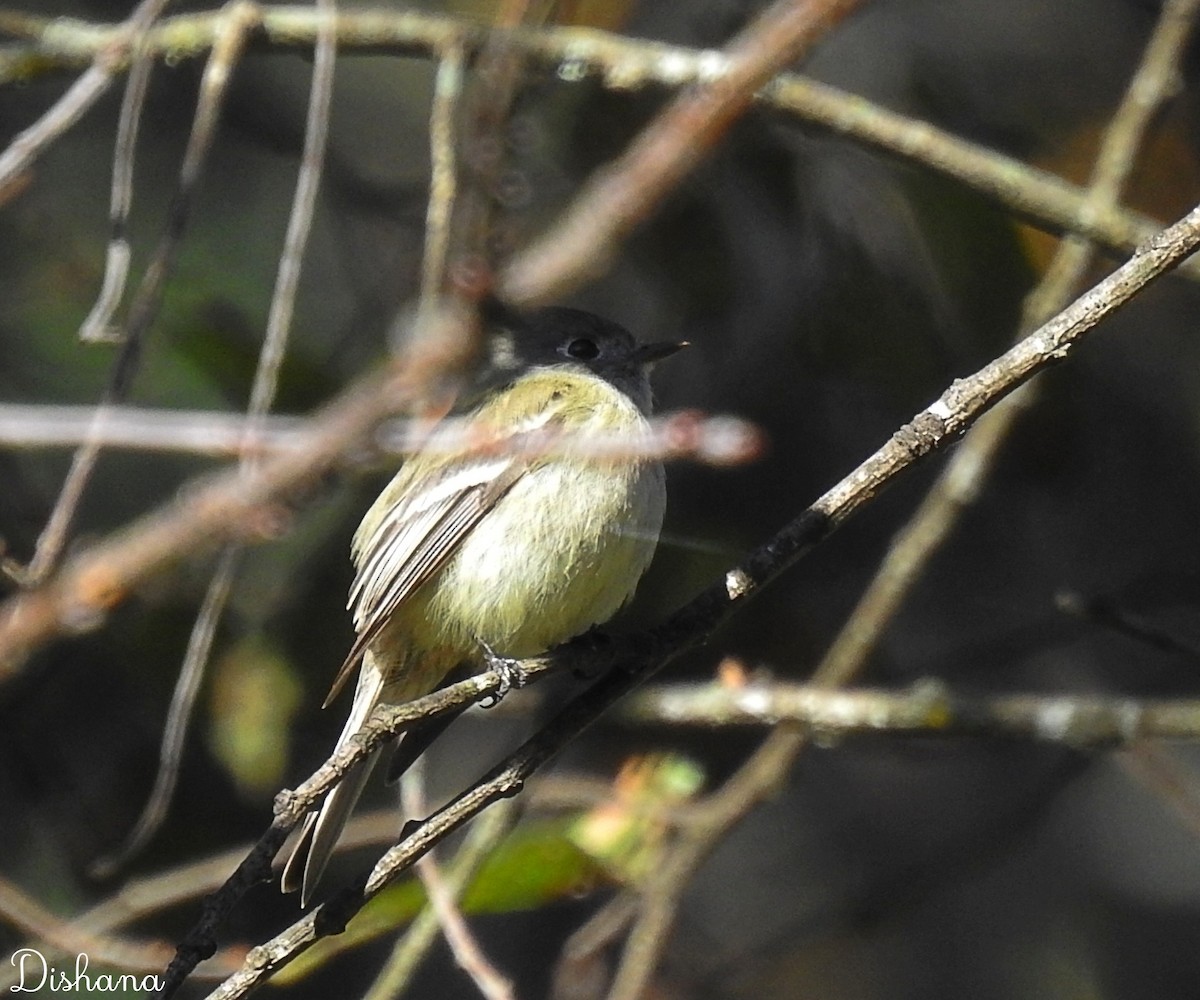 Least Flycatcher - ML461868141