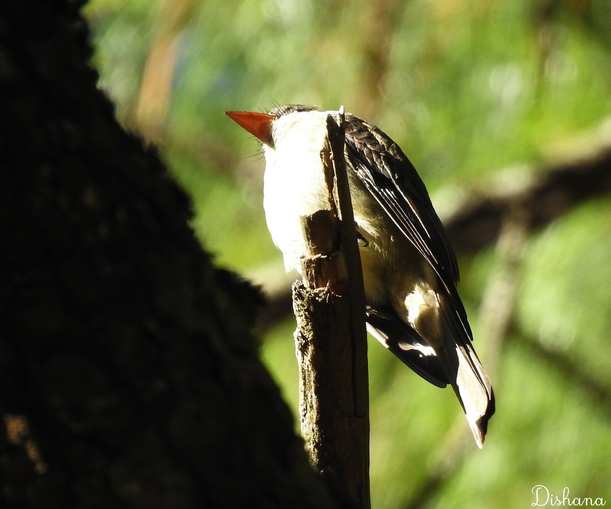 Least Flycatcher - Diana Alfaro