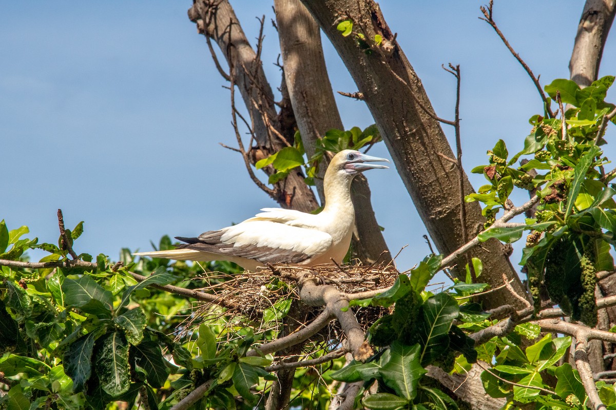 Red-footed Booby - ML461868961