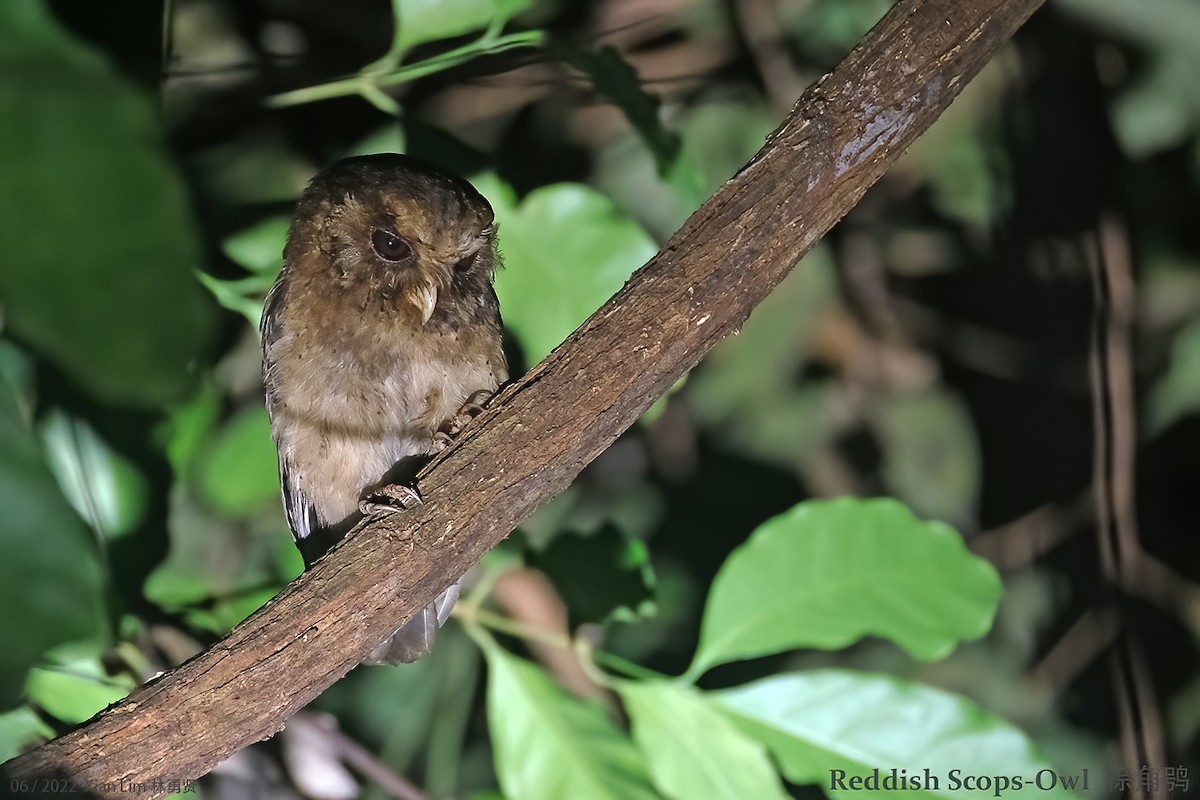 Reddish Scops-Owl - ML461870621