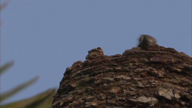 West Indian Woodpecker - ML461871