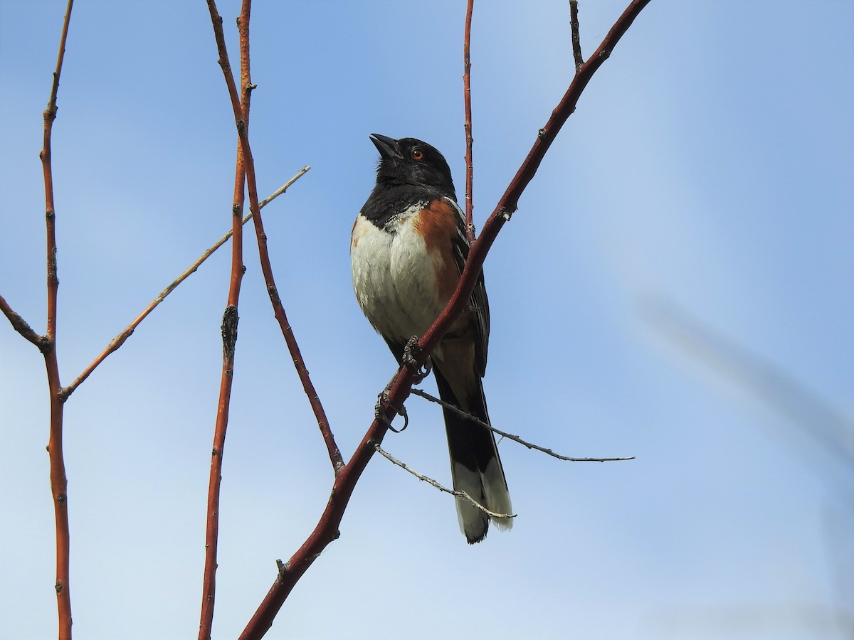 Spotted Towhee - ML461871001