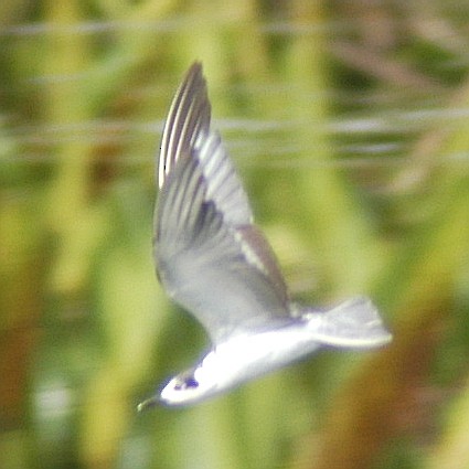 White-winged Tern - ML46187111