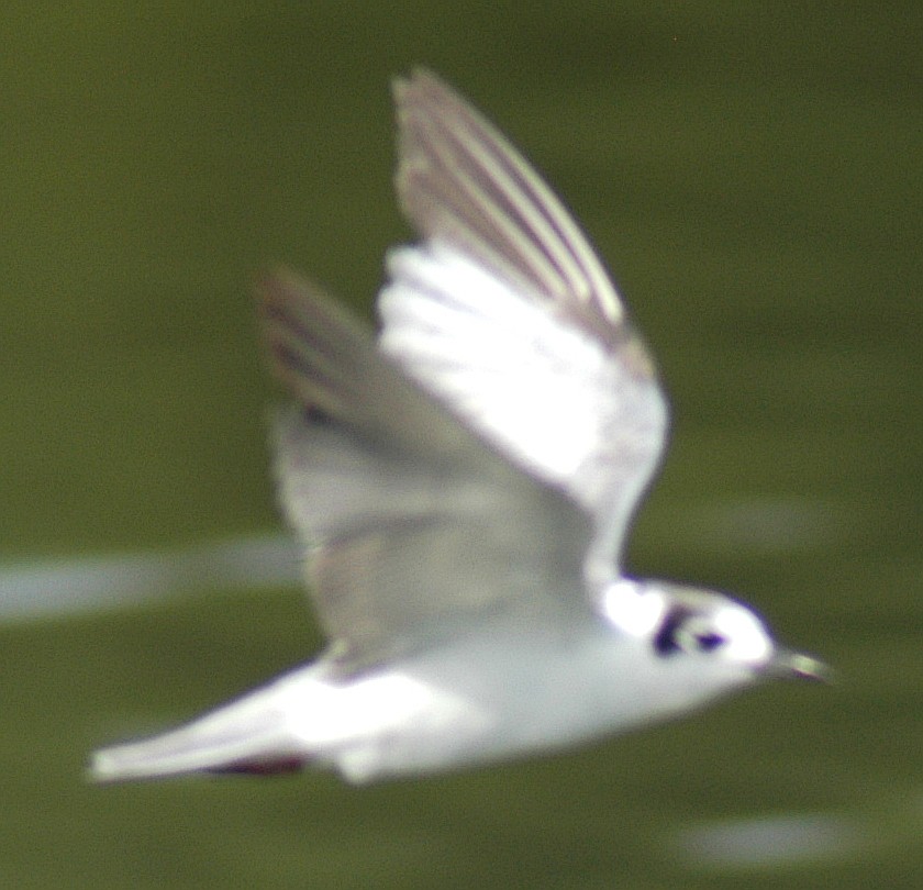 White-winged Tern - ML46187121