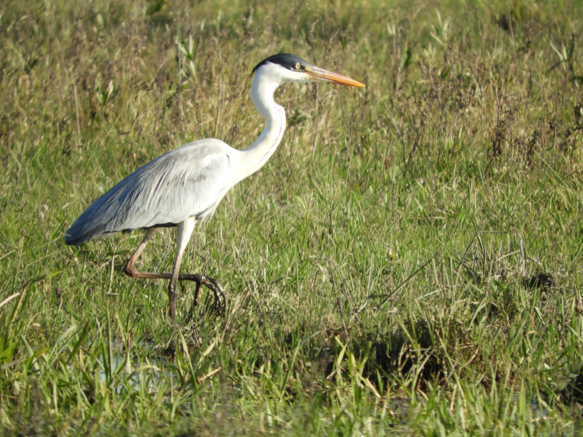 Cocoi Heron - Silvia Enggist