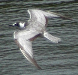 White-winged Tern - ML46187251