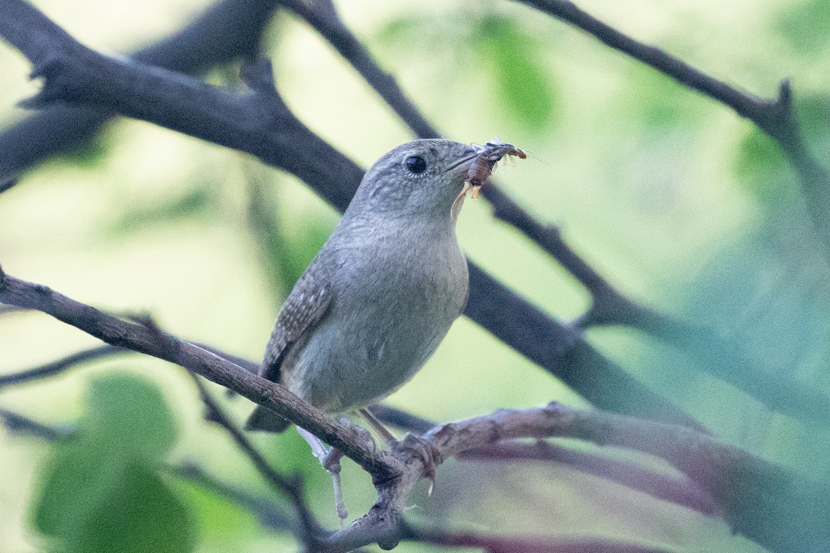 House Wren (Northern) - ML461872561