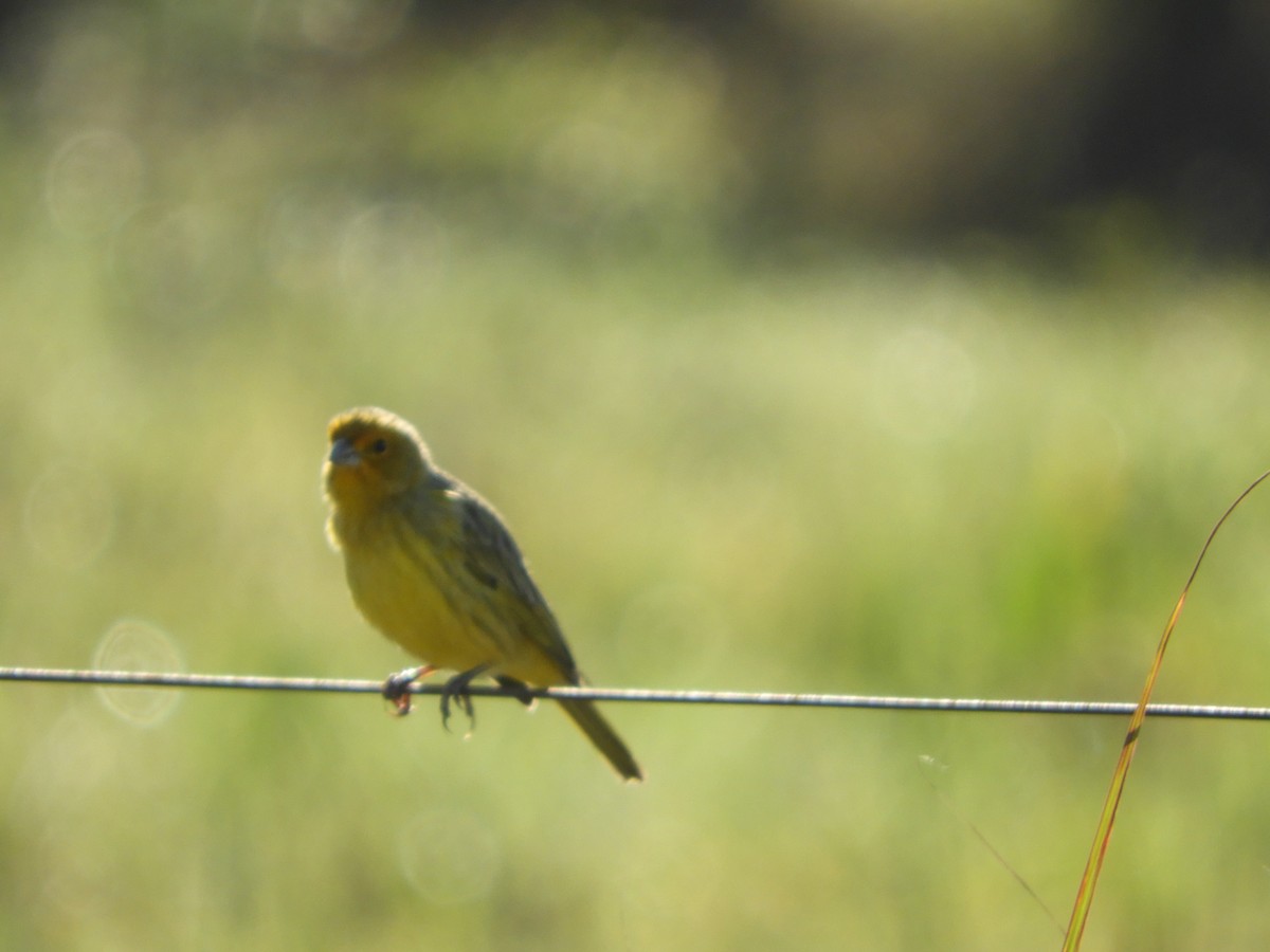 Saffron Finch - ML461872901