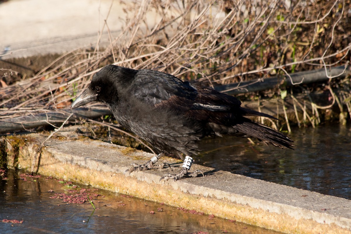 Carrion Crow - Rebecca Marschall