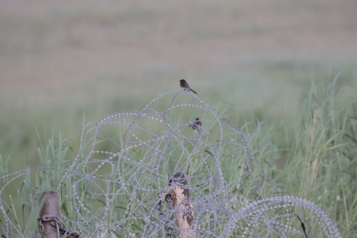 Black Phoebe - ML461874451