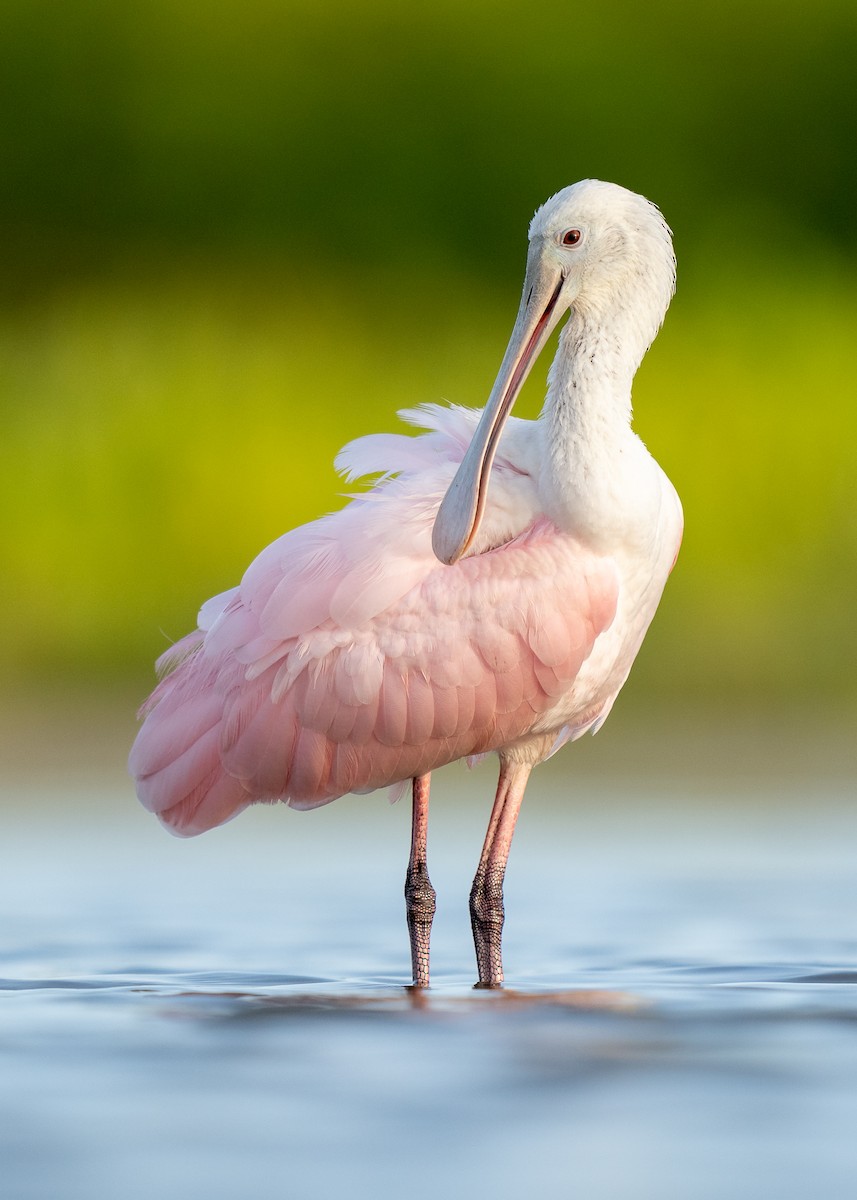 Roseate Spoonbill - ML461875571