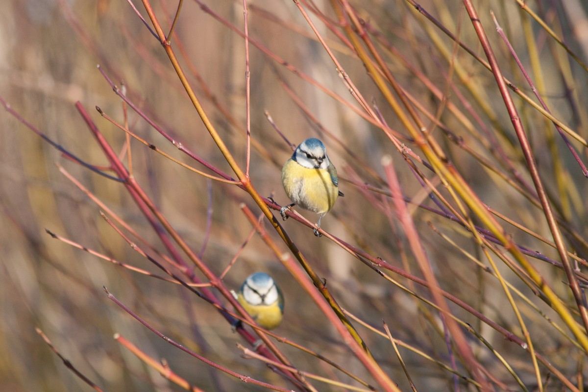 Eurasian Blue Tit - Rebecca Marschall