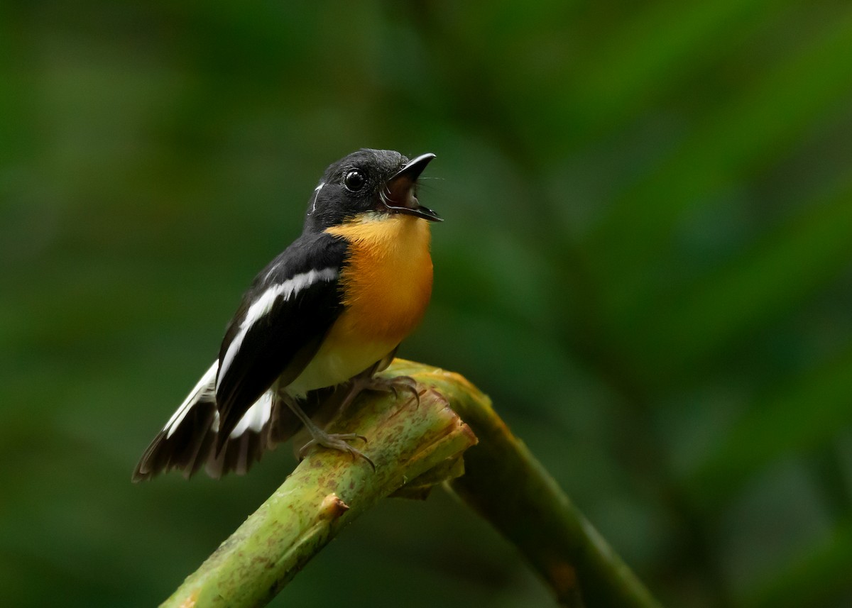 Rufous-chested Flycatcher - ML461876291