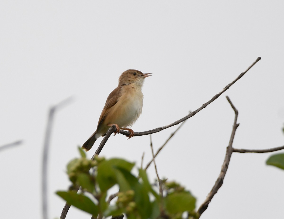 Rufous Cisticola - Gabriel Jamie