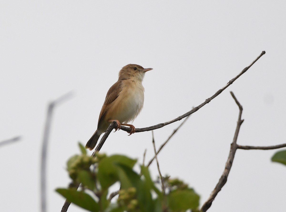 Rufous Cisticola - Gabriel Jamie