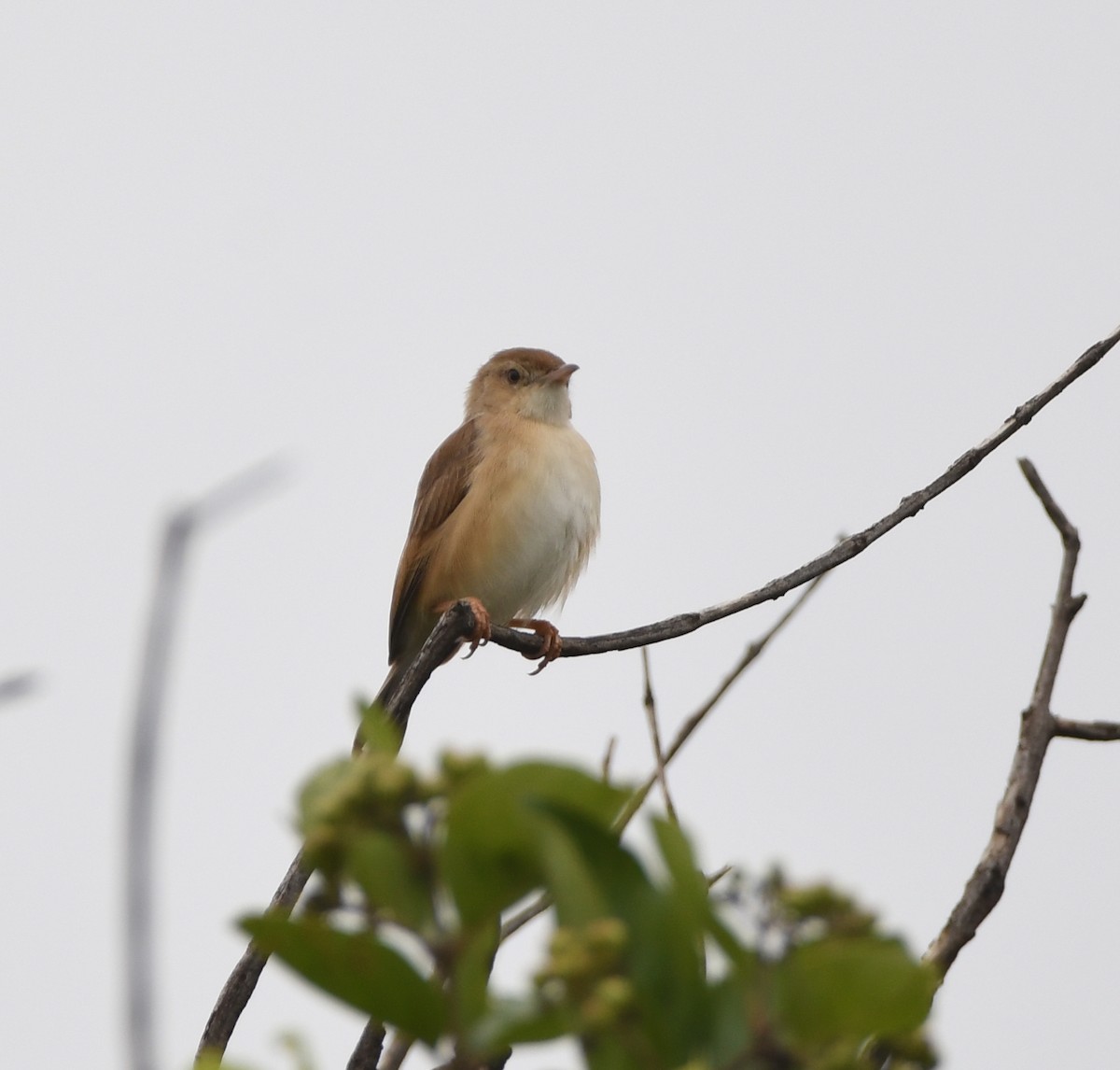 Rufous Cisticola - Gabriel Jamie