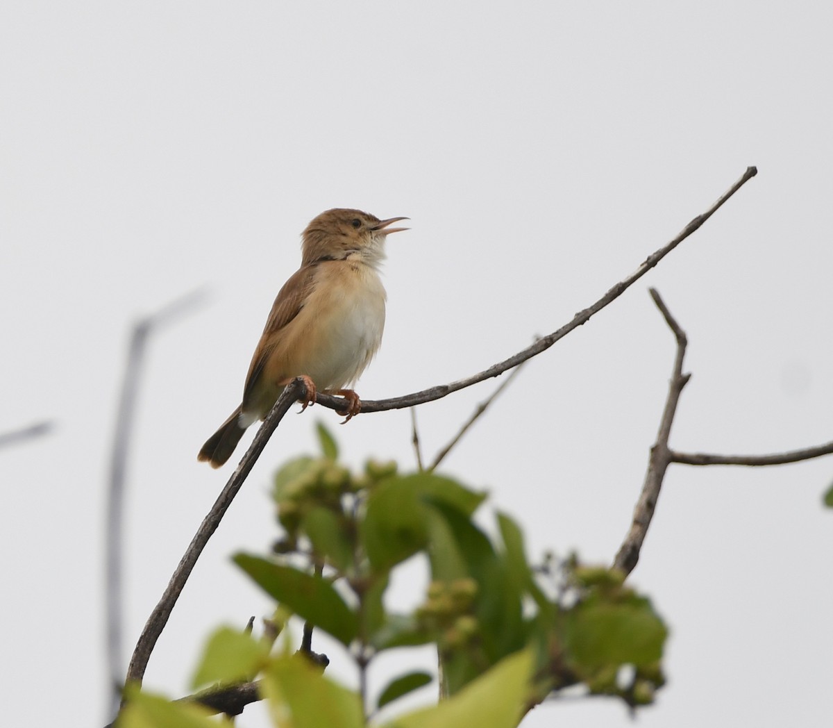 Rufous Cisticola - Gabriel Jamie