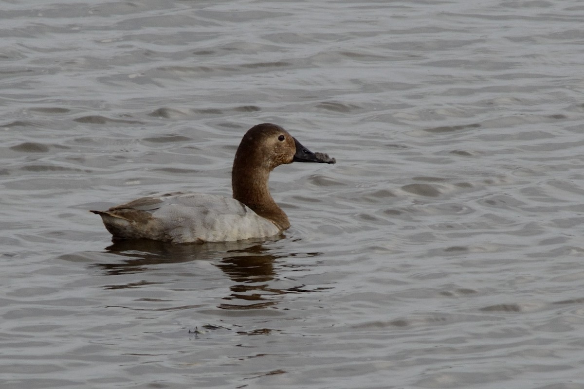 Canvasback - ML46187791