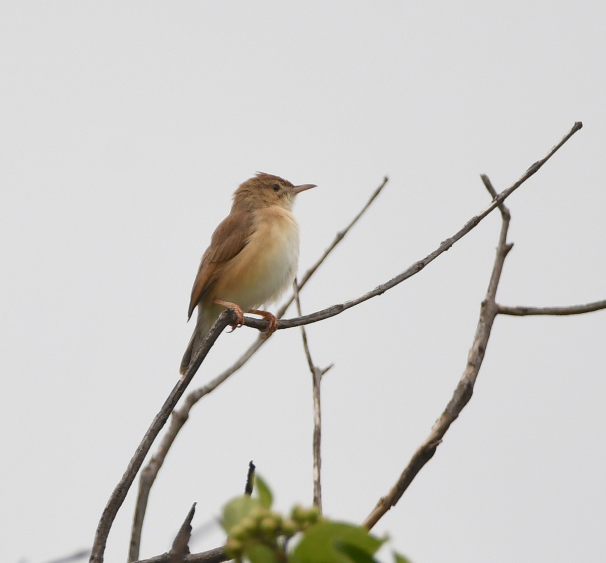 Rufous Cisticola - ML461877921