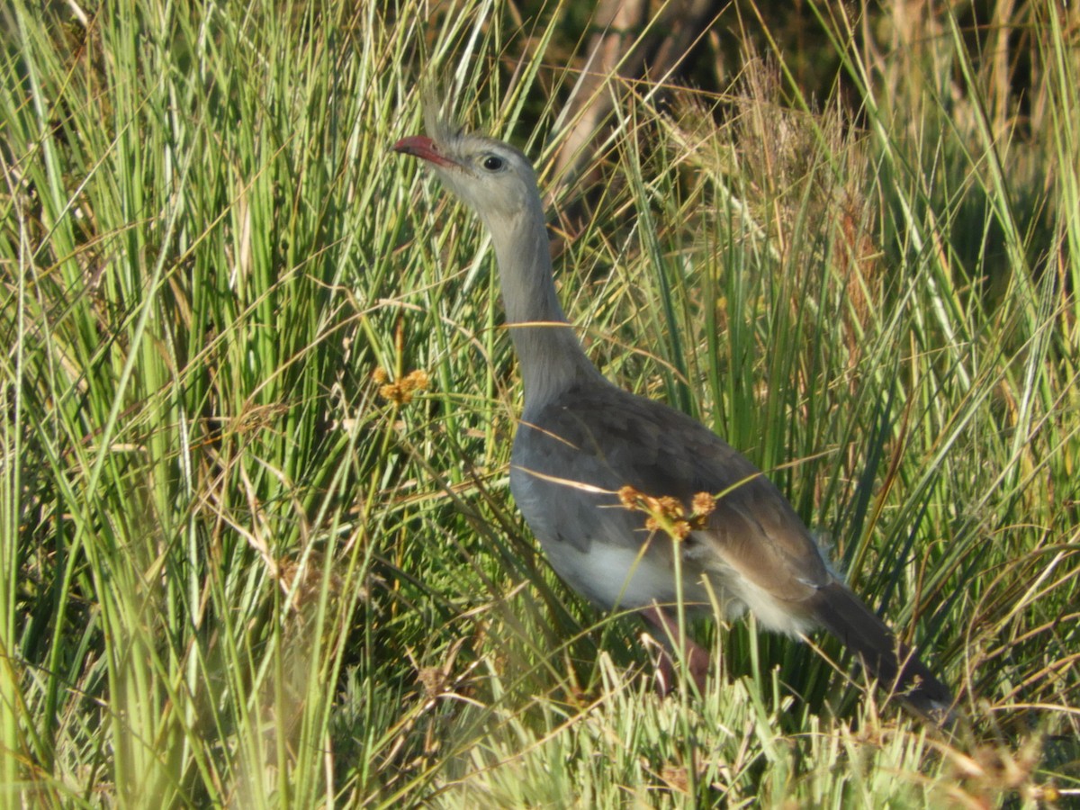 Red-legged Seriema - Silvia Enggist