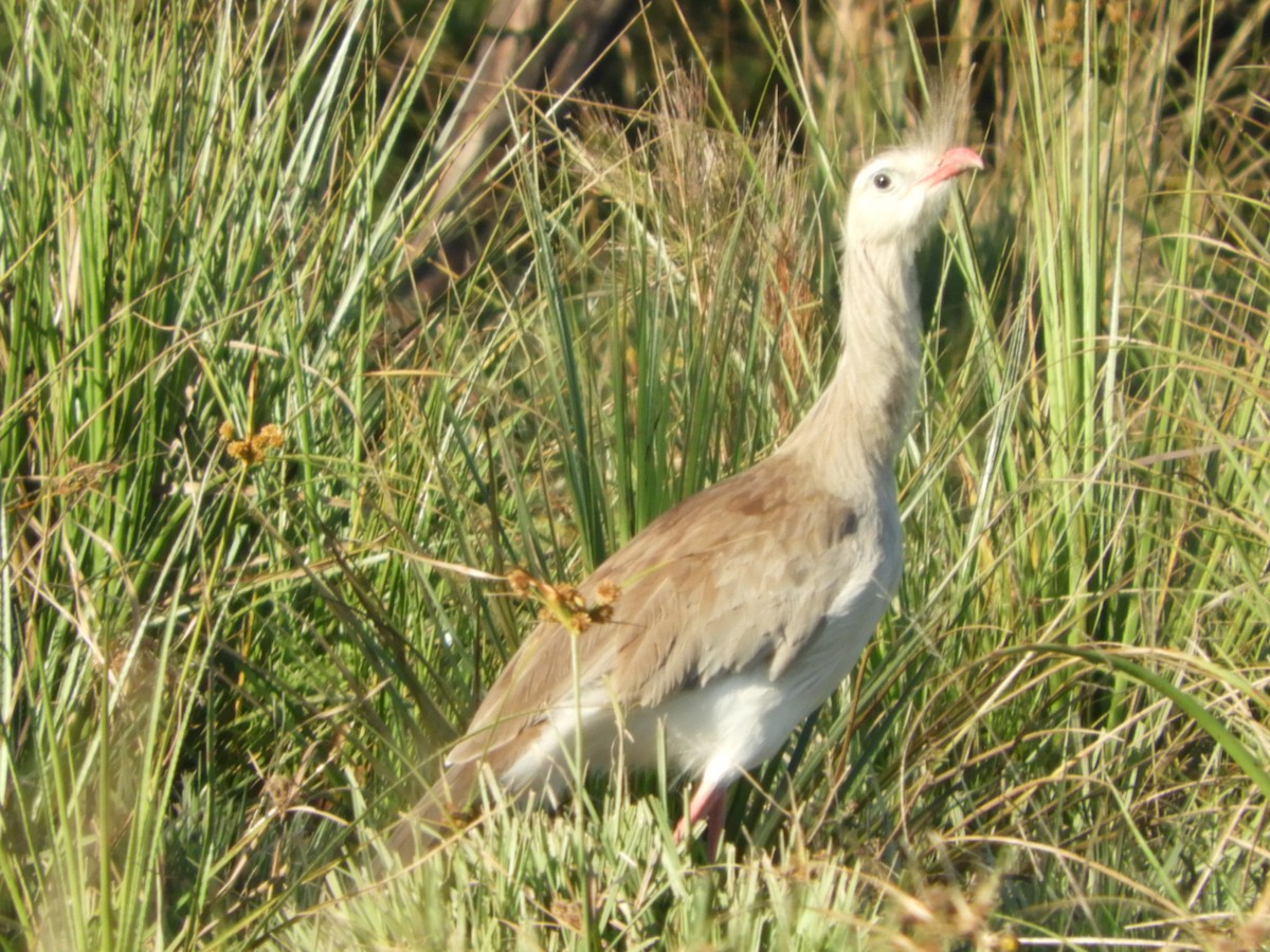 Red-legged Seriema - Silvia Enggist